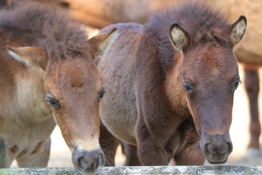トカラ馬 開聞山麓自然公園 トカラ馬放牧場 子馬
