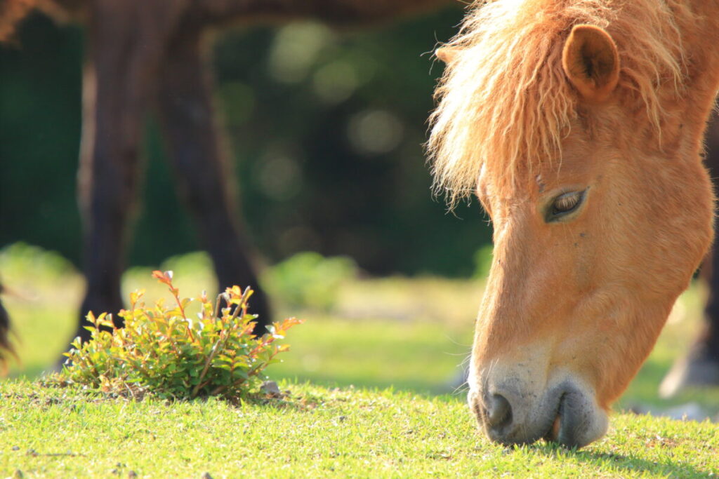 トカラ馬 開聞山麓自然公園 トカラ馬放牧場