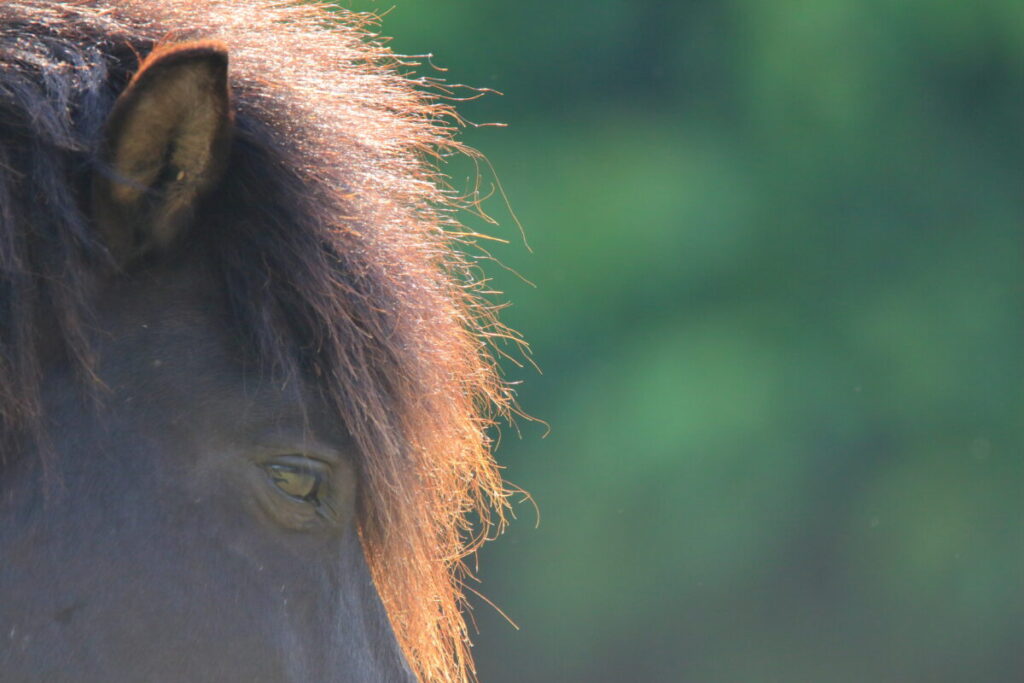 トカラ馬 開聞山麓自然公園 トカラ馬放牧場