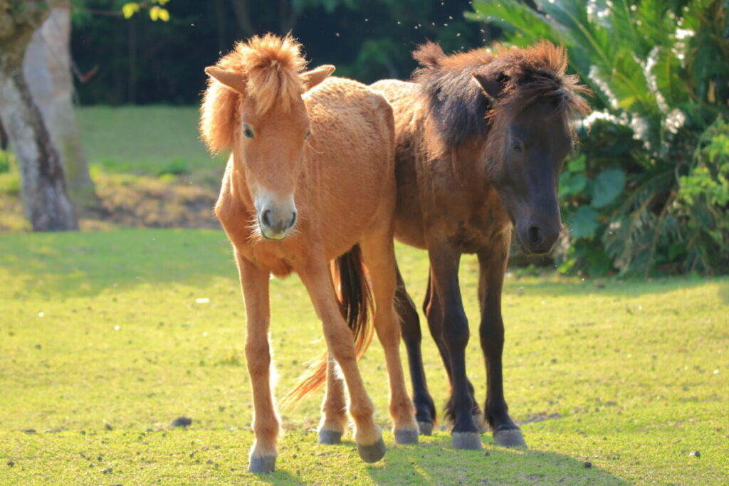 トカラ馬 開聞山麓自然公園 トカラ馬放牧場