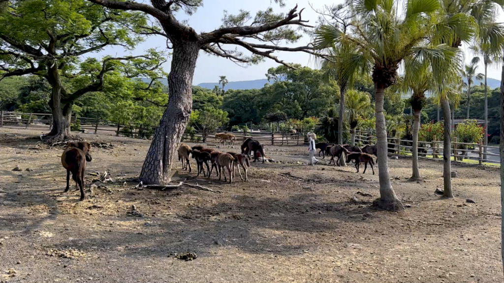 トカラ馬 開聞山麓自然公園 トカラ馬放牧場 開園
