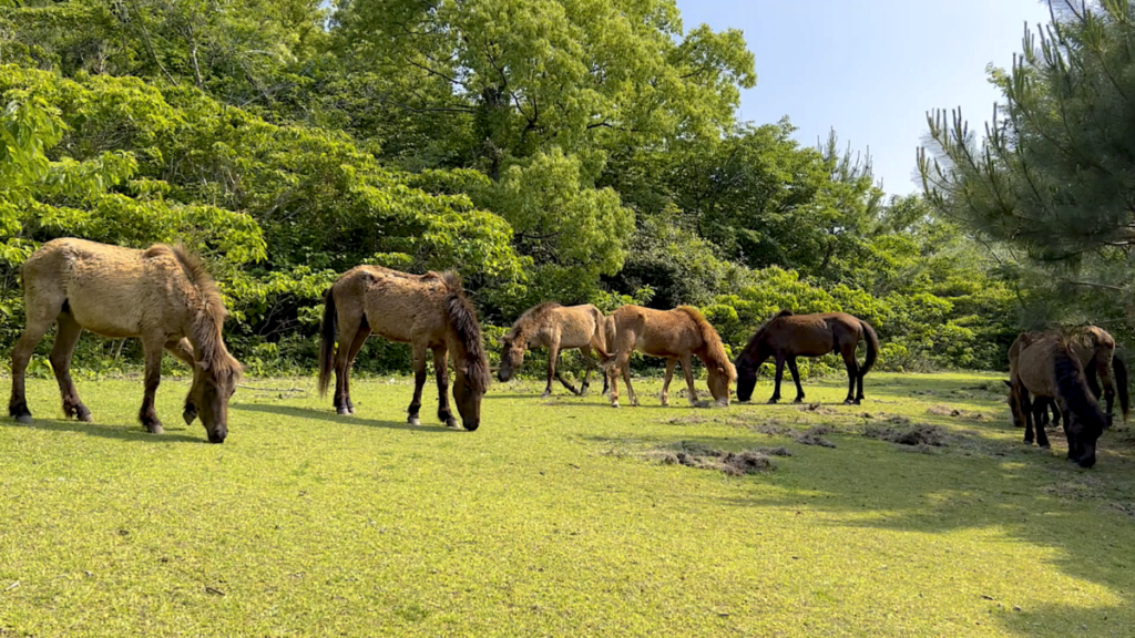 トカラ馬 開聞山麓自然公園 トカラ馬放牧場 森の中 群れ