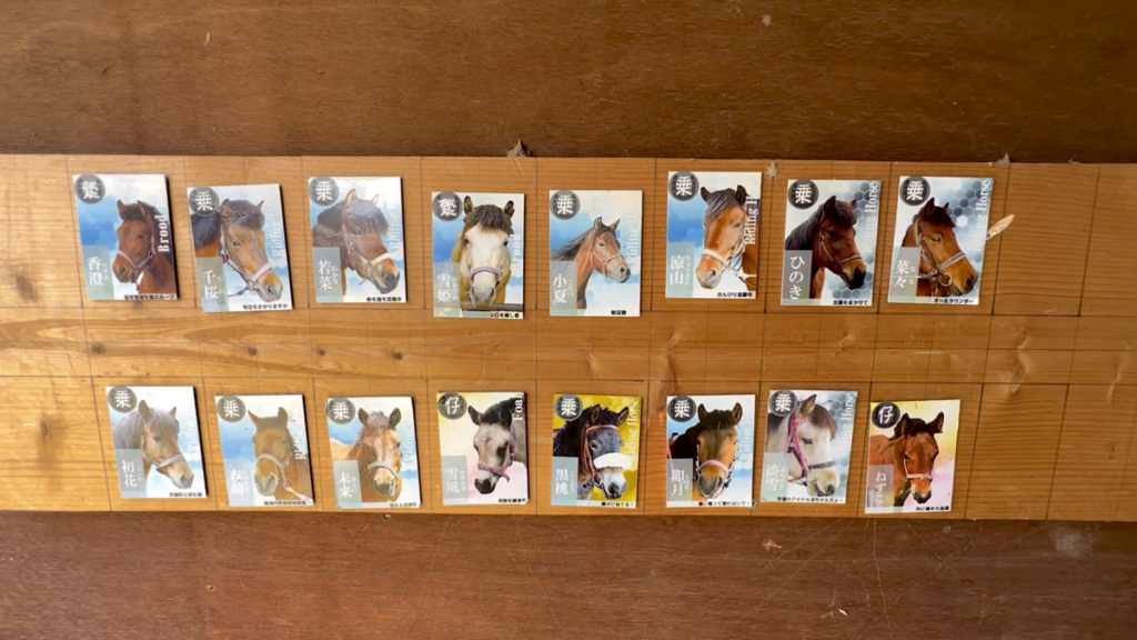 日本在来馬 木曽馬 木曽馬の里 乗馬体験 菜々ちゃん