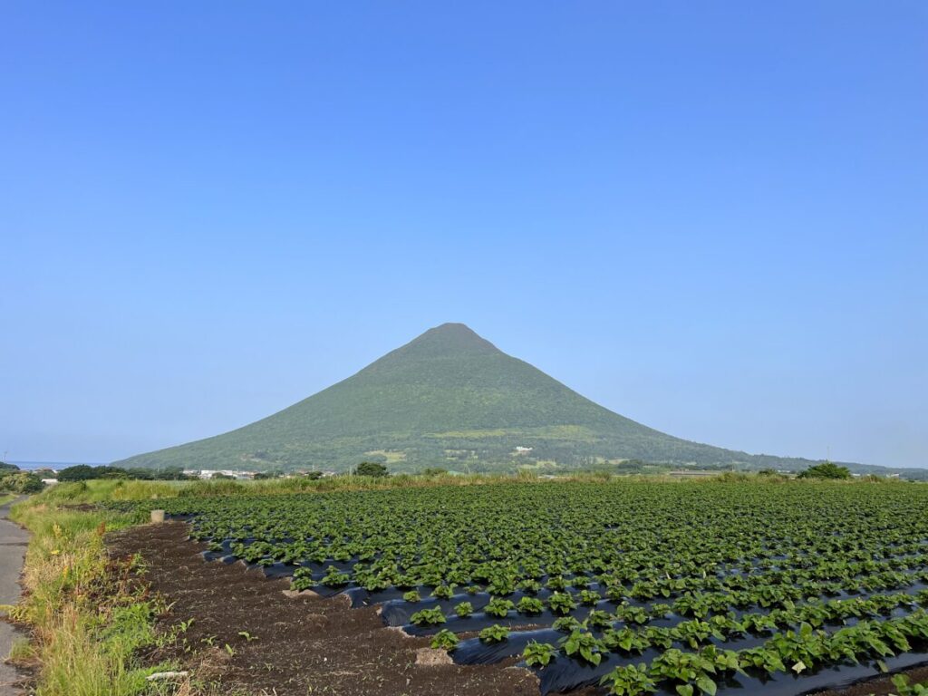 トカラ馬 開聞山