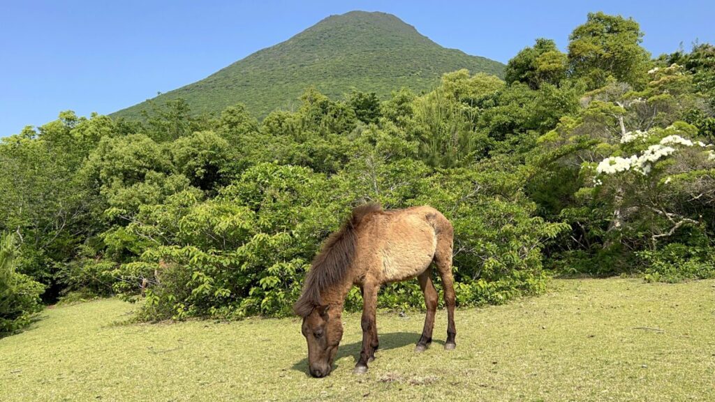 トカラ馬 開聞山麓自然公園 トカラ馬放牧場 開園