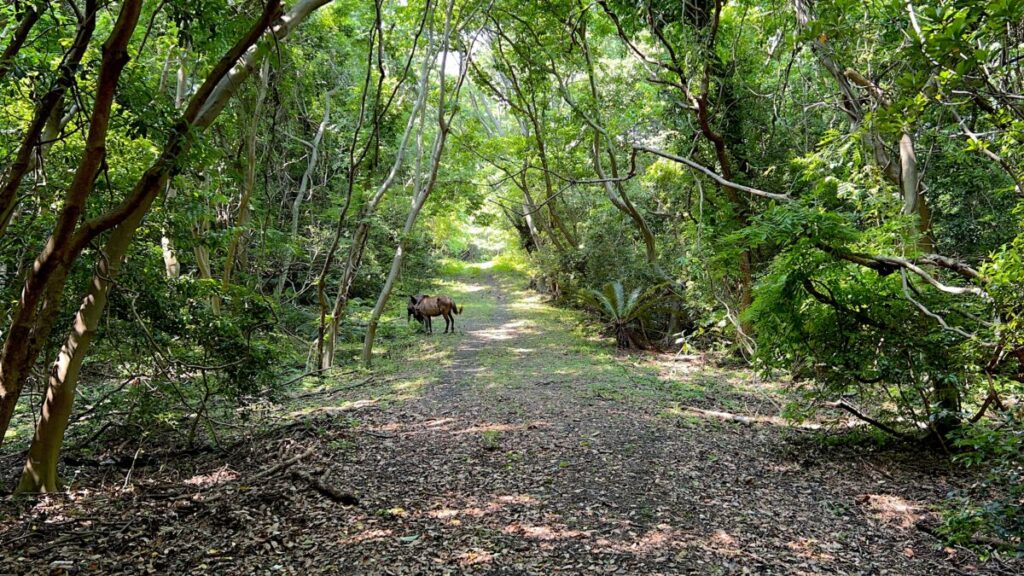 トカラ馬 開聞山麓自然公園 トカラ馬放牧場 2頭