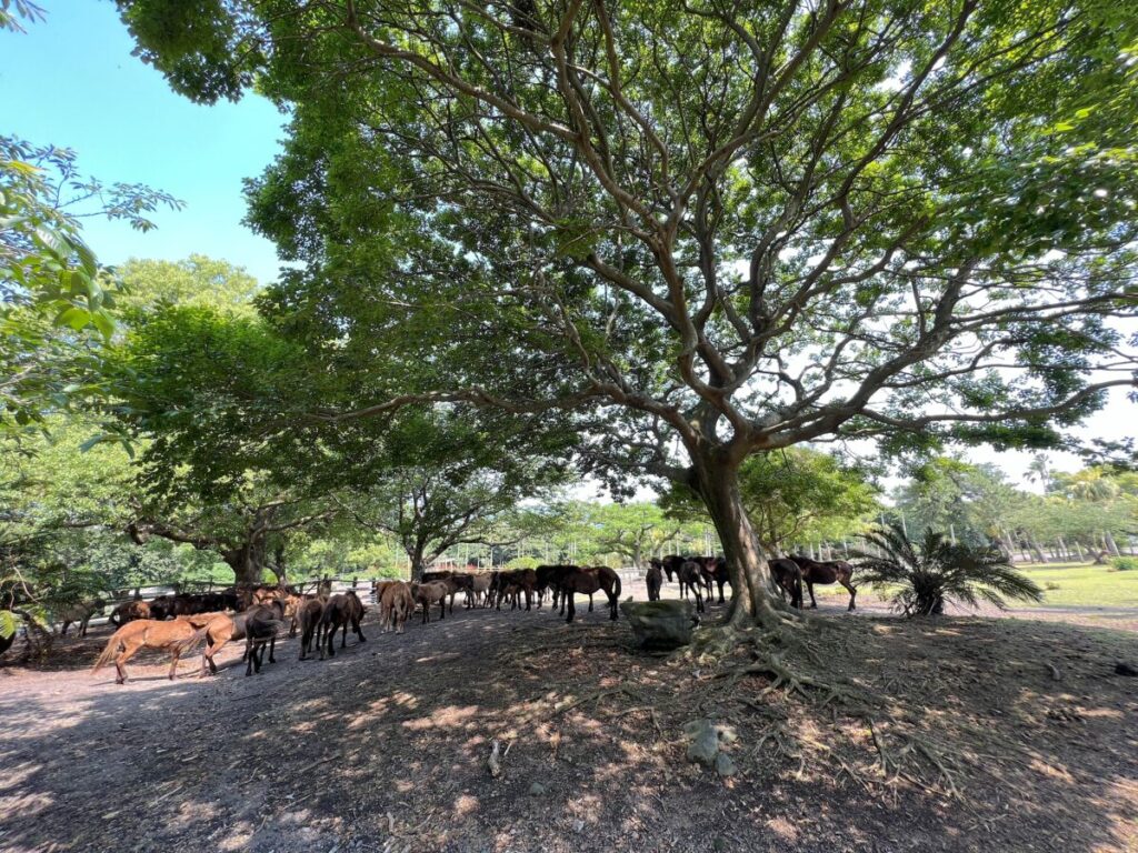 トカラ馬 開聞山麓自然公園 トカラ馬放牧場
