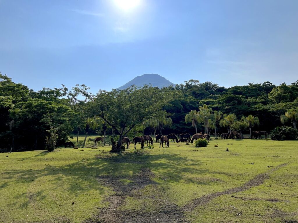 トカラ馬 開聞山麓自然公園 トカラ馬放牧場 開聞岳