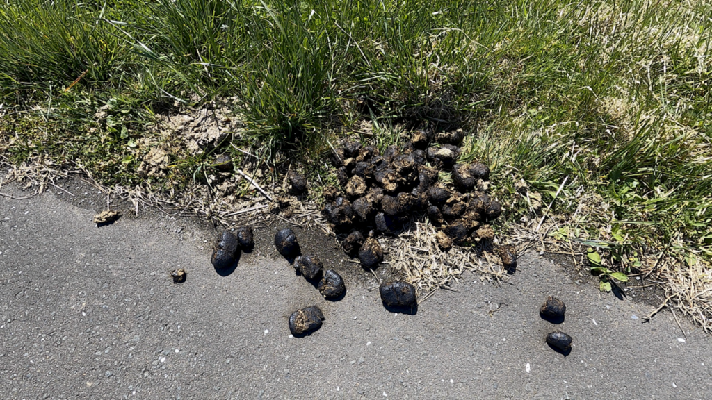 寒立馬 尻屋崎放牧場 馬糞