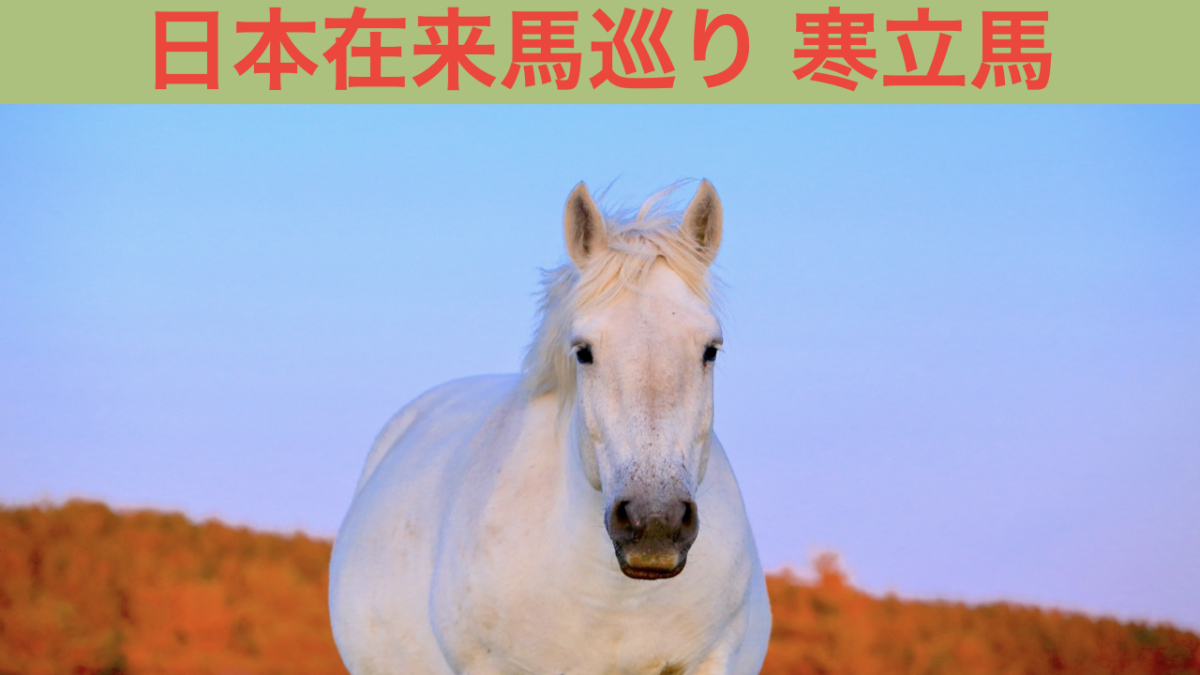 日本在来馬巡り 寒立馬 アイキャッチ画像