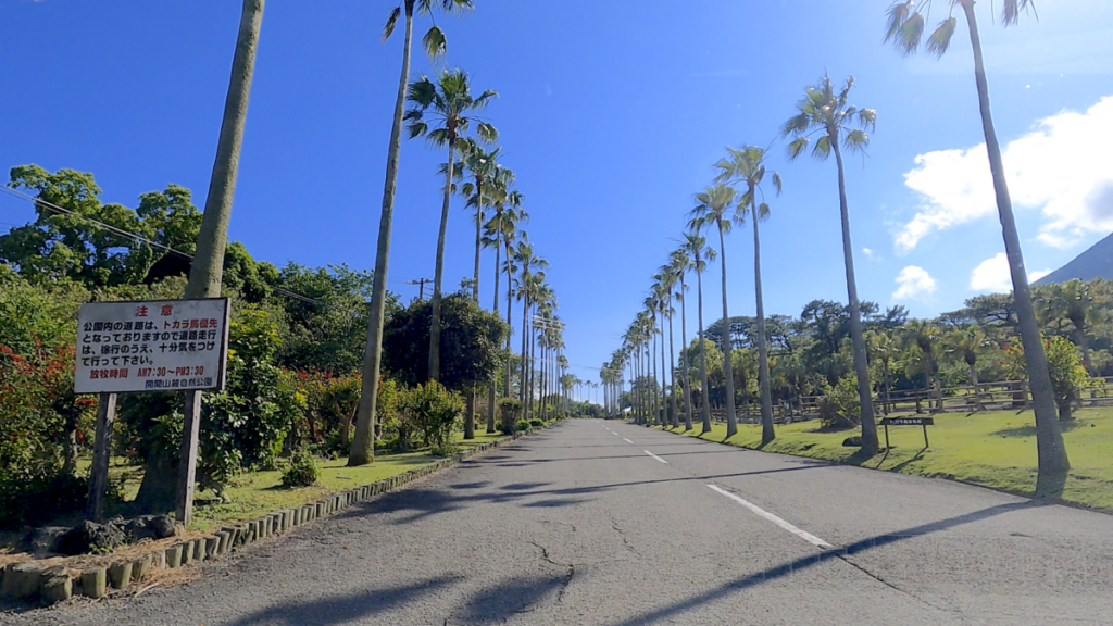 トカラ馬 開聞山麓自然公園 入り口道路