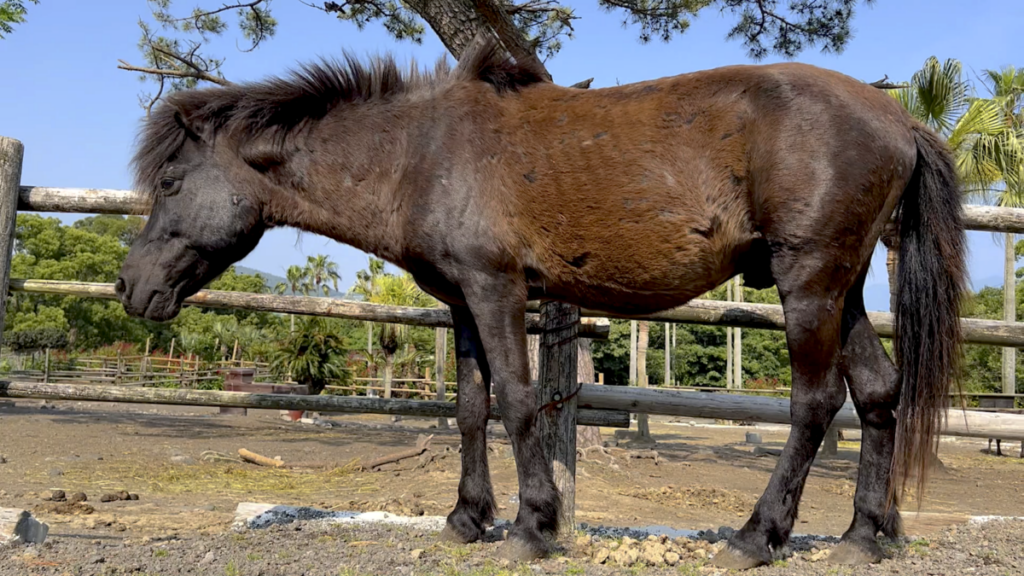 トカラ馬 開聞山麓自然公園 トカラ馬 大きさ