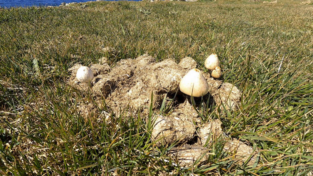 寒立馬 尻屋崎放牧場 尻屋埼灯台 馬糞 キノコ