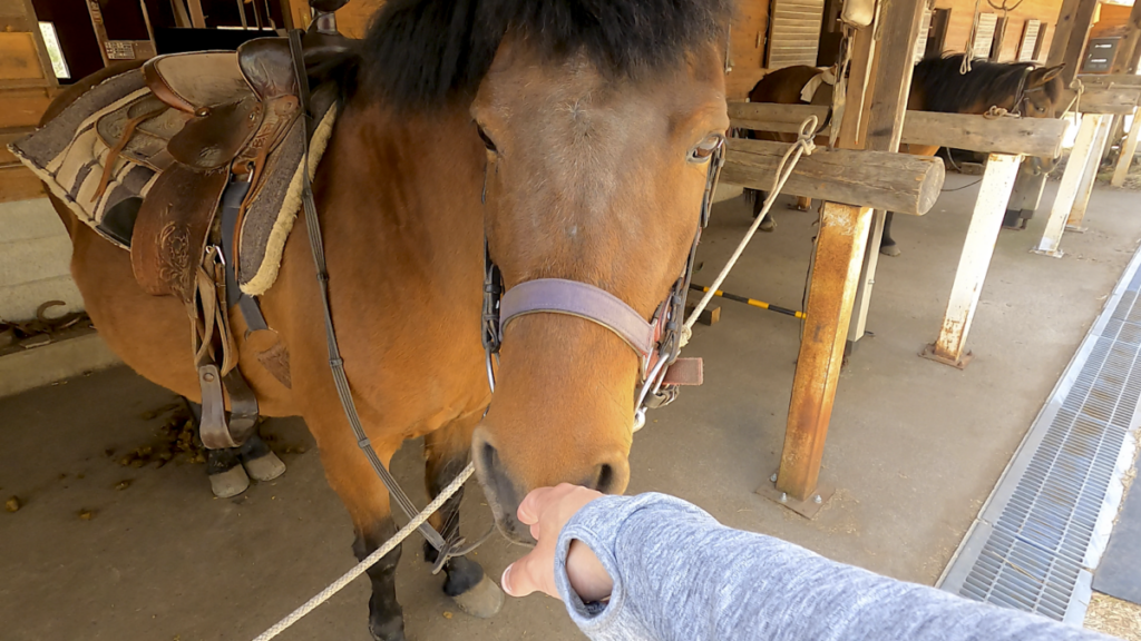 日本在来馬 木曽馬 木曽馬の里 厩舎 触れ合い