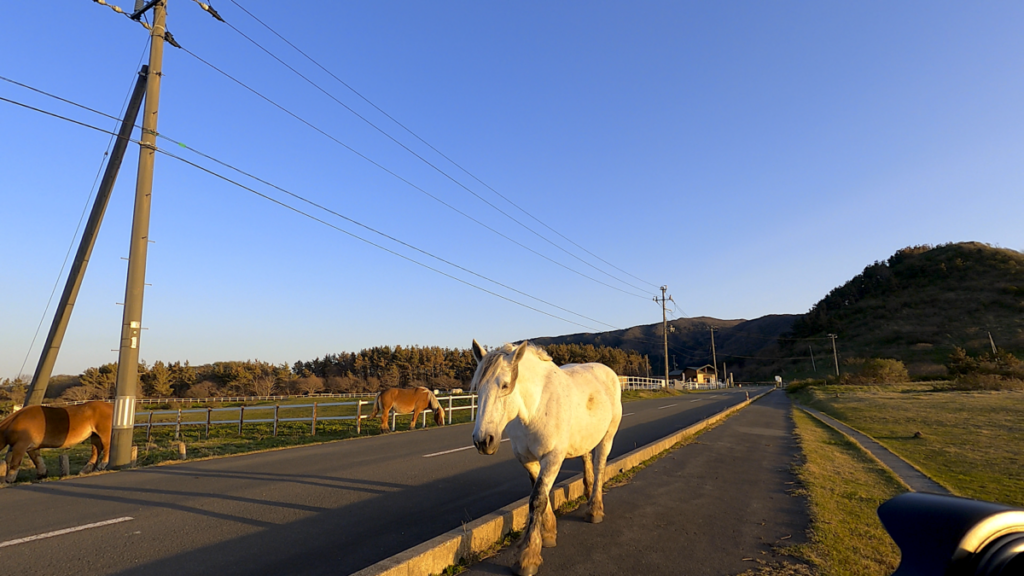 寒立馬 人間 事故 道を譲る
