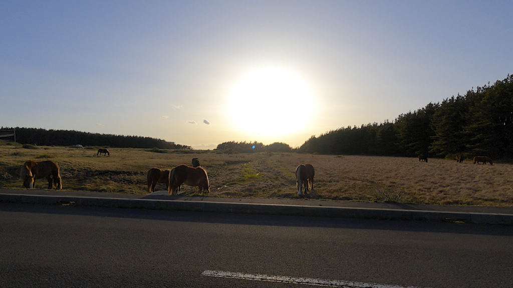 寒立馬 尻屋埼放牧場 夕方