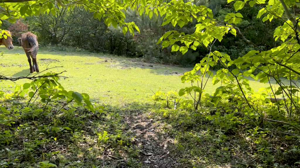 トカラ馬 開聞山麓自然公園 トカラ馬放牧場 森の中 群れ