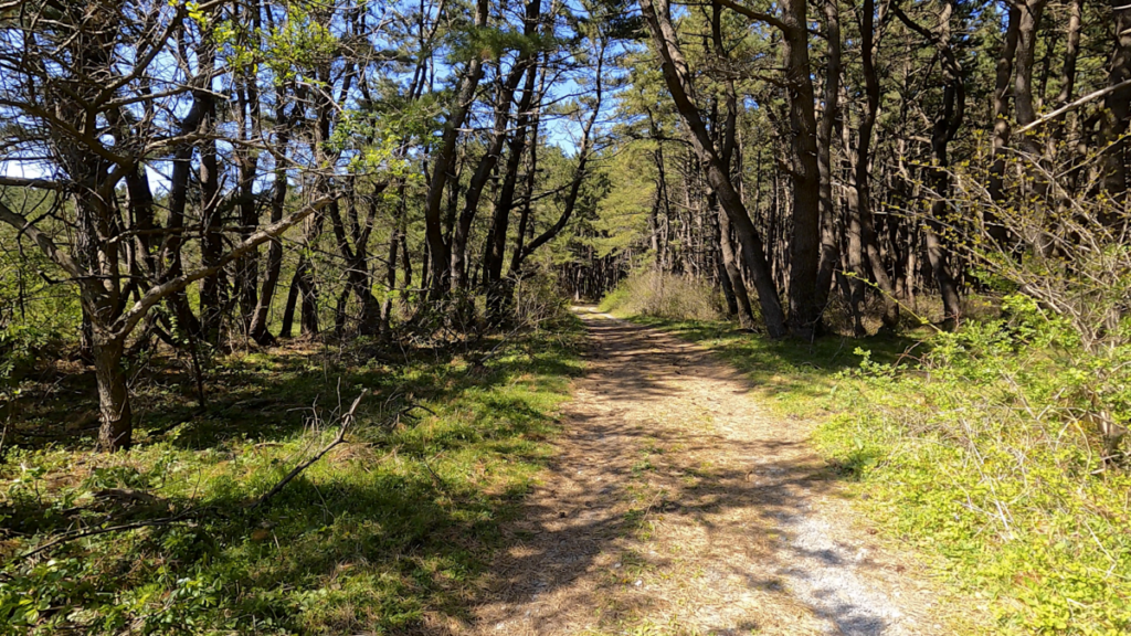 寒立馬 尻屋崎放牧場 森