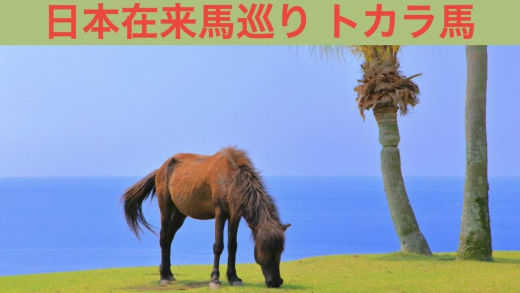 日本在来馬巡り トカラ馬 アイキャッチ画像
