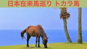日本在来馬巡り トカラ馬 アイキャッチ画像