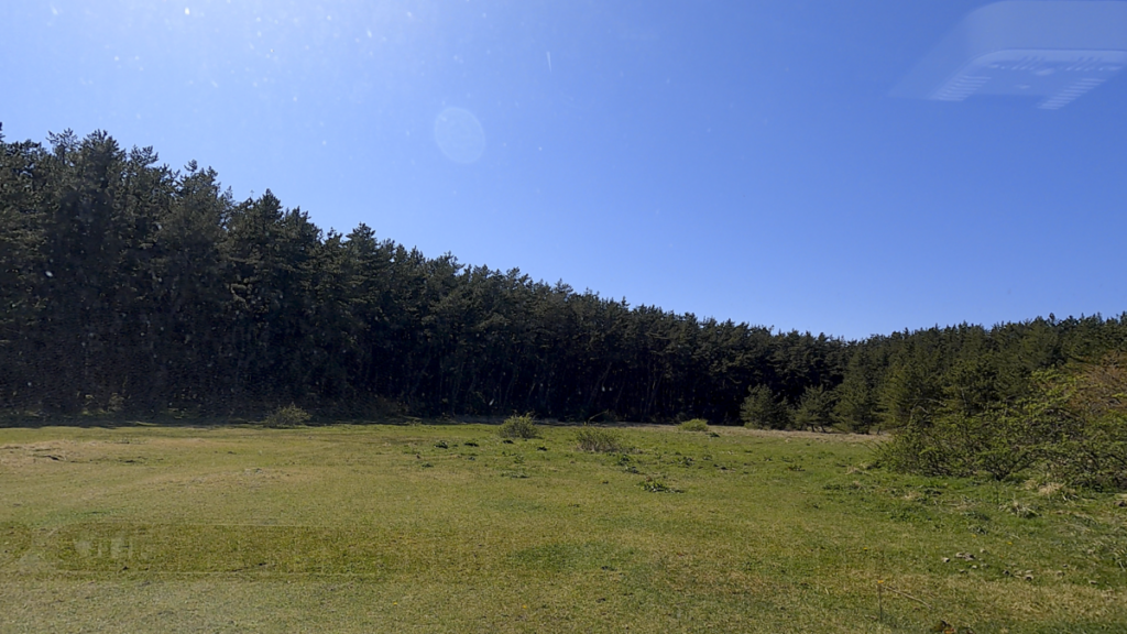 寒立馬 尻屋崎放牧場 森