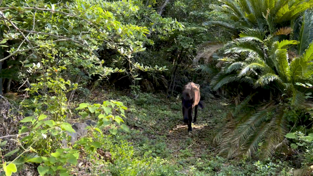 トカラ馬 開聞山麓自然公園 トカラ馬放牧場 森の中へ