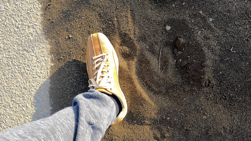 寒立馬 尻屋埼放牧場 夕方 道路上 足跡 大きさ