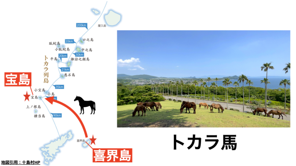 トカラ馬 トカラ列島 宝島 喜界島