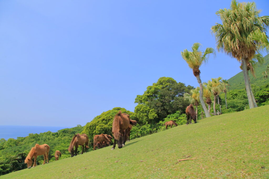 トカラ馬 開聞山麓自然公園 トカラ馬放牧場 海