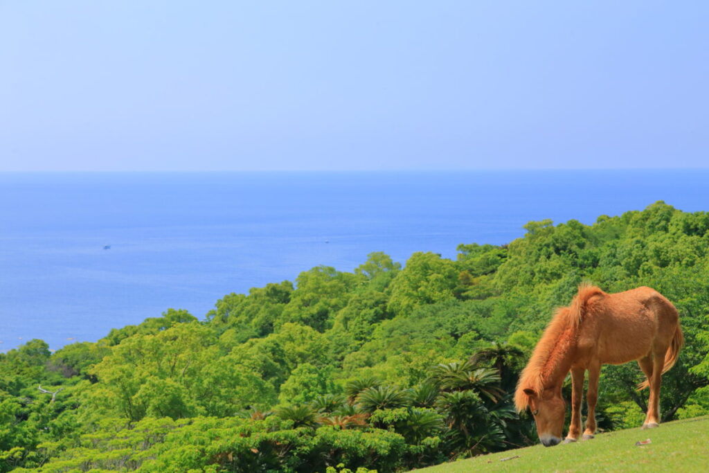 トカラ馬 開聞山麓自然公園 トカラ馬放牧場 海