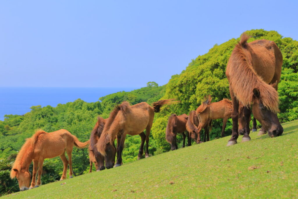 トカラ馬 開聞山麓自然公園 トカラ馬放牧場 海