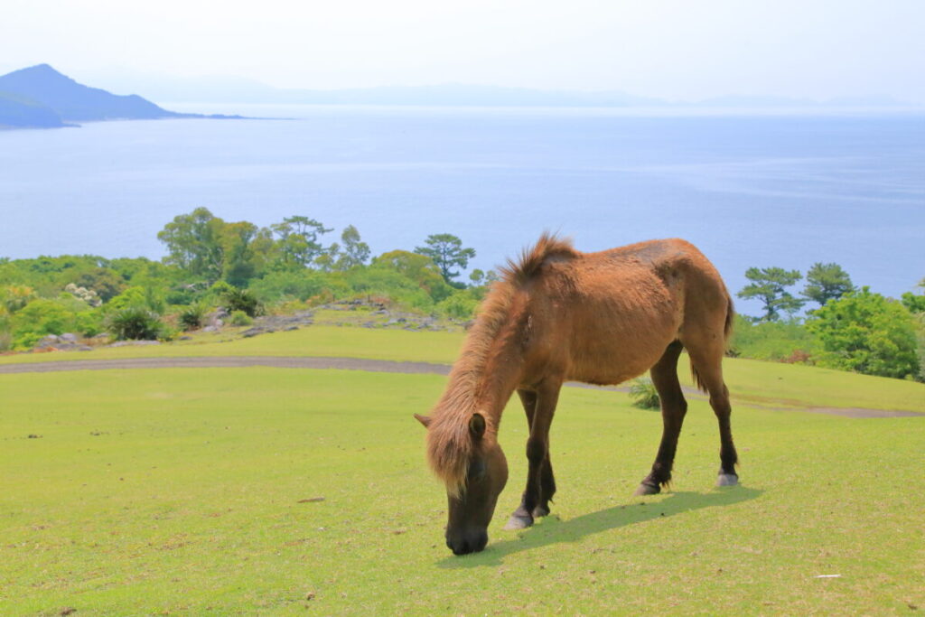 トカラ馬 開聞山麓自然公園 トカラ馬放牧場 海