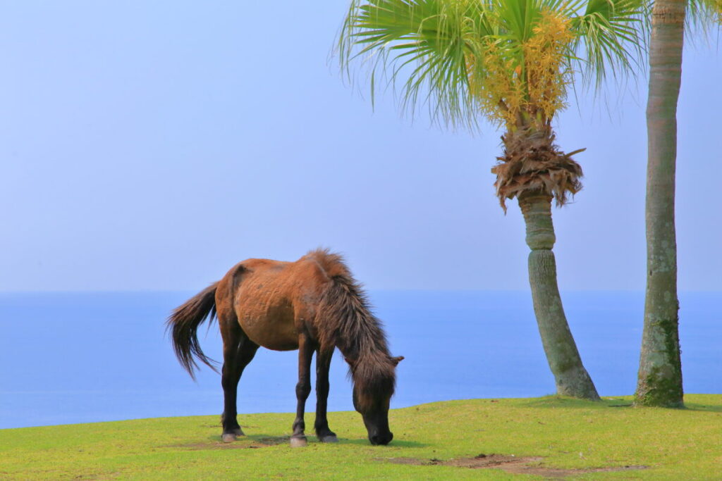 トカラ馬 開聞山麓自然公園 トカラ馬放牧場 海