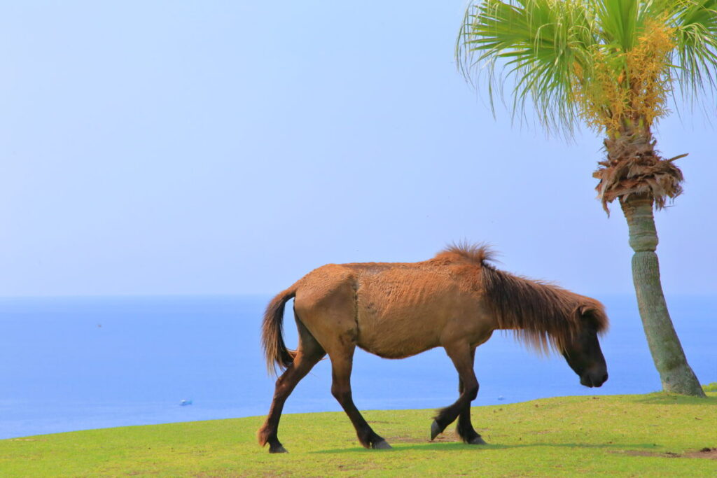 トカラ馬 開聞山麓自然公園 トカラ馬放牧場 海