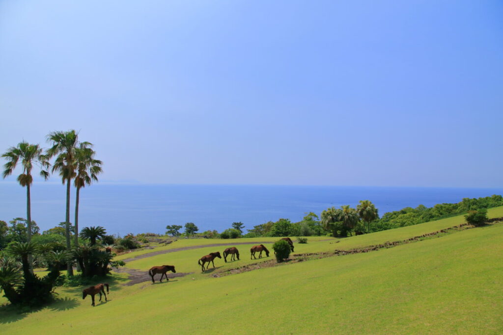 トカラ馬 開聞山麓自然公園 トカラ馬放牧場 海
