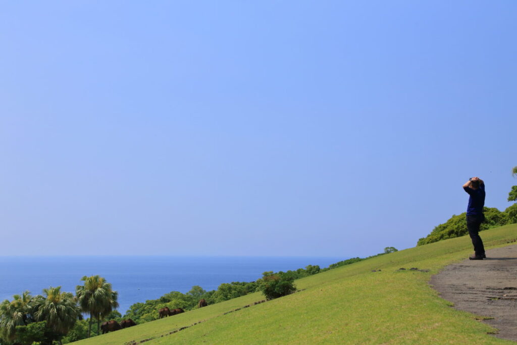 トカラ馬 開聞山麓自然公園 トカラ馬放牧場 海