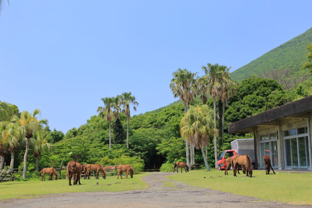 トカラ馬 開聞山麓自然公園 トカラ馬放牧場 海