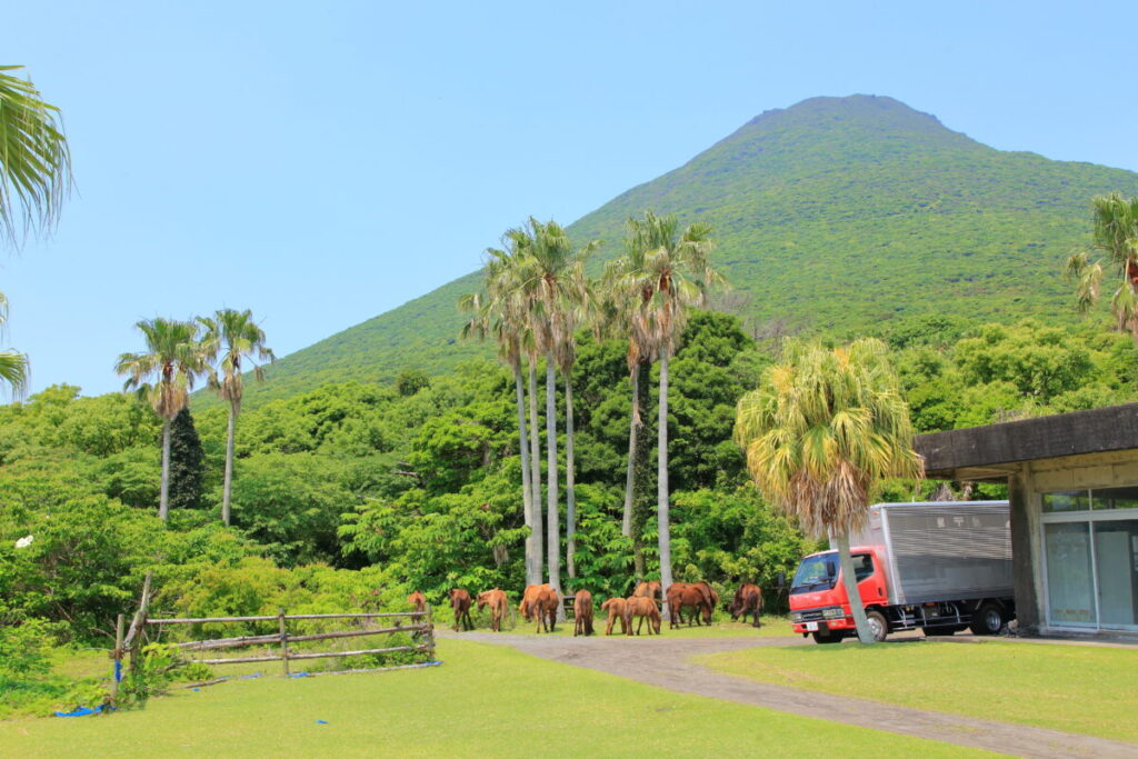 トカラ馬 開聞山麓自然公園 トカラ馬放牧場 海