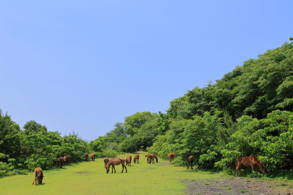 トカラ馬 開聞山麓自然公園 トカラ馬放牧場 海