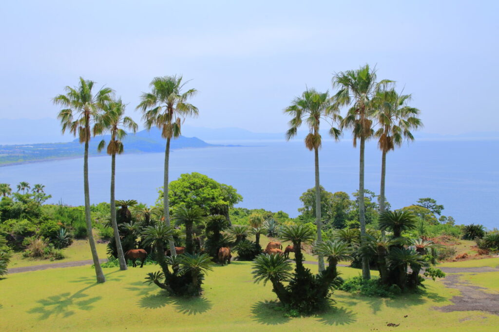 トカラ馬 開聞山麓自然公園 トカラ馬放牧場 海