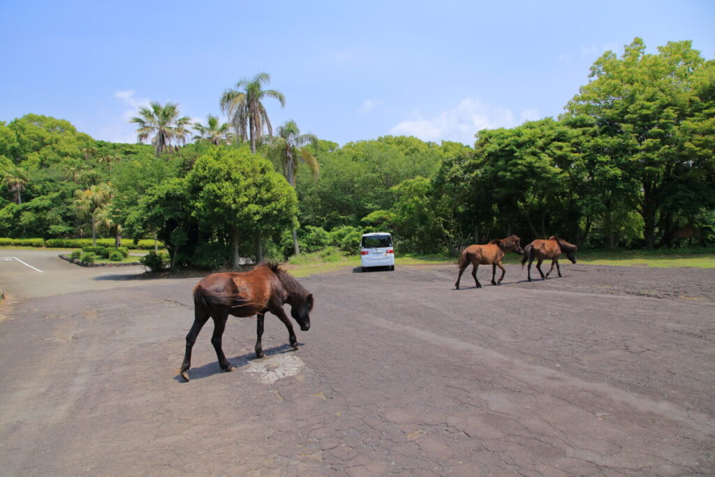 トカラ馬 開聞山麓自然公園 トカラ馬放牧場 海