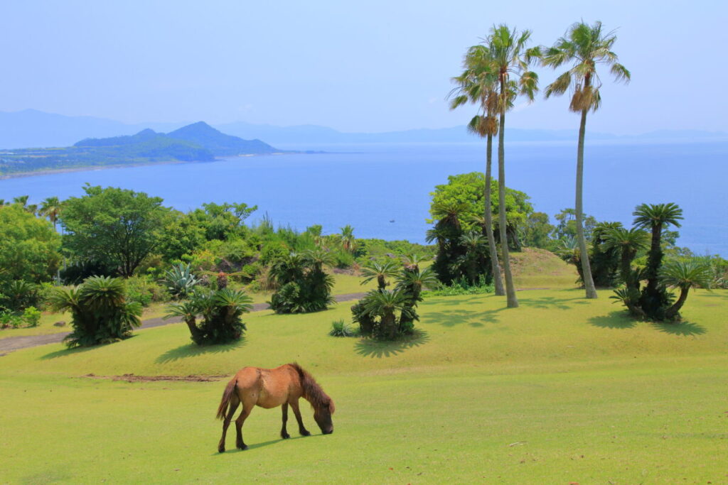 トカラ馬 開聞山麓自然公園 トカラ馬放牧場 海