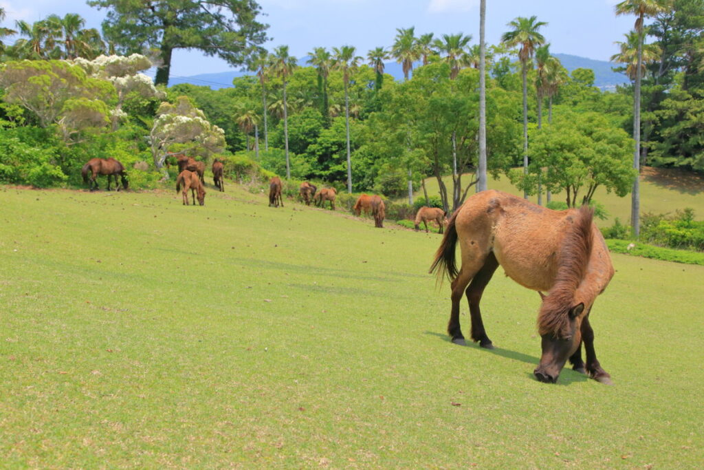 トカラ馬 開聞山麓自然公園 トカラ馬放牧場 海