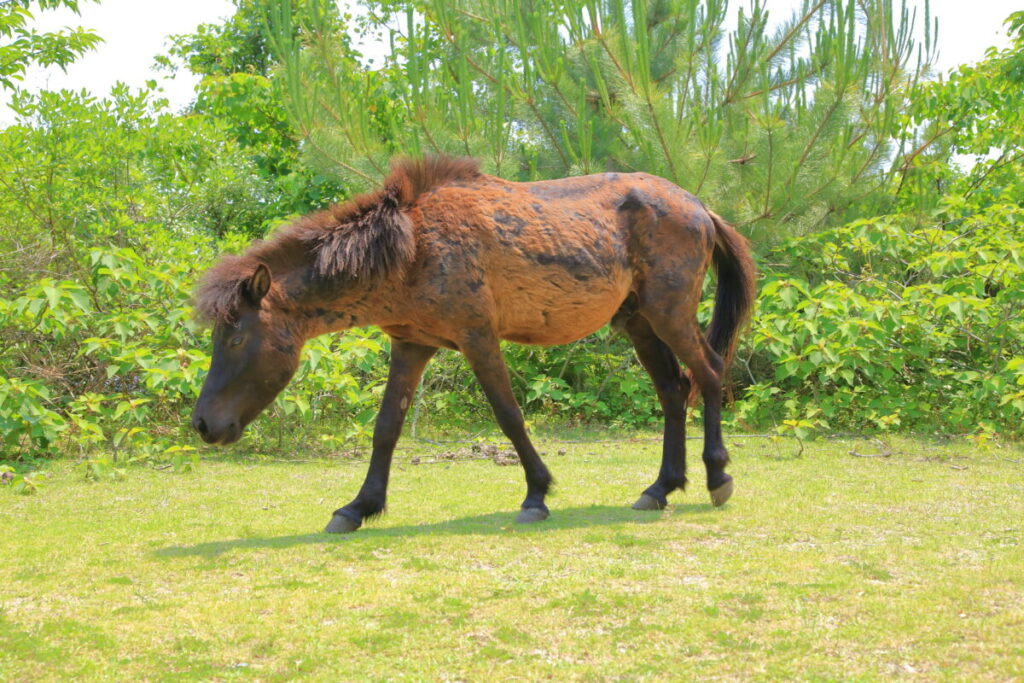 トカラ馬 開聞山麓自然公園 トカラ馬放牧場 海