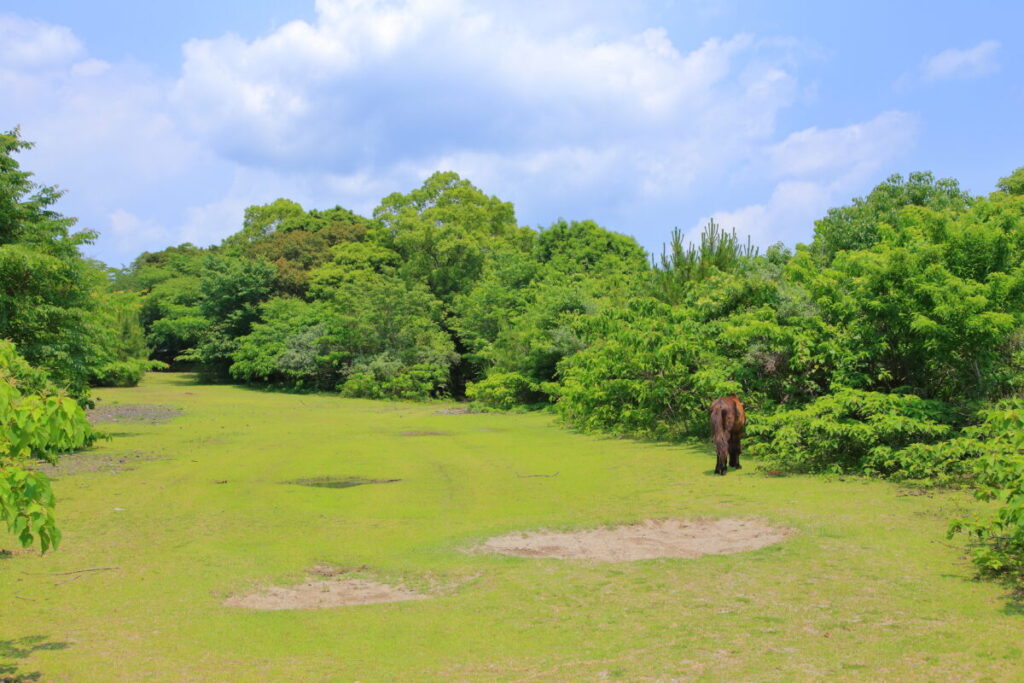 トカラ馬 開聞山麓自然公園 トカラ馬放牧場 海