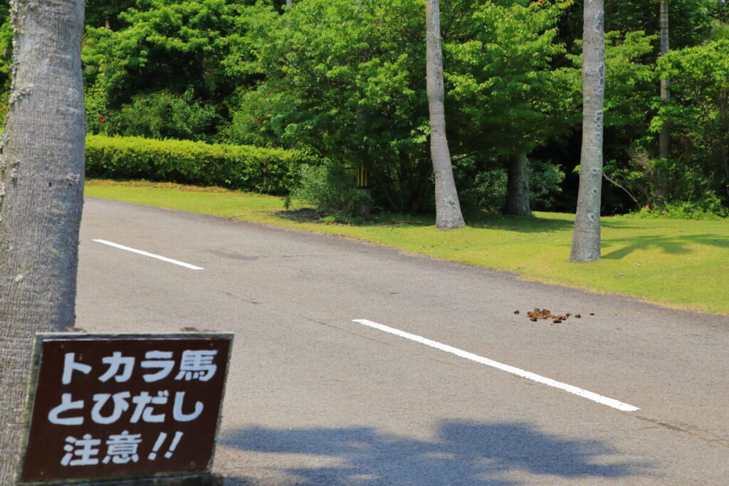 トカラ馬 開聞山麓自然公園 トカラ馬放牧場 馬糞