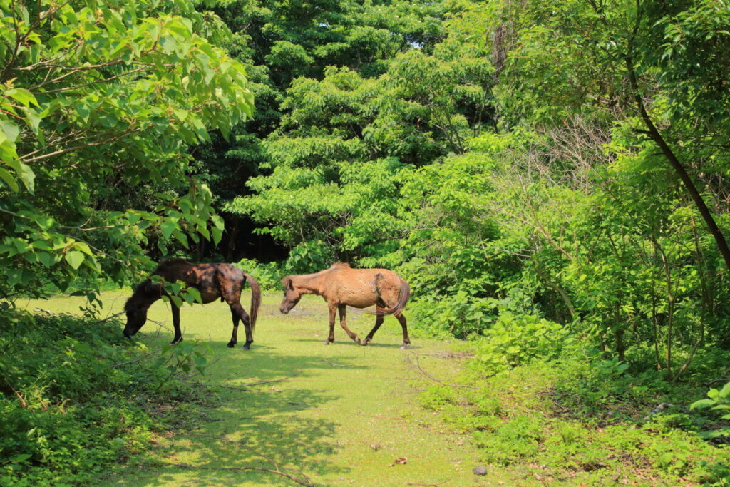 トカラ馬 開聞山麓自然公園 トカラ馬放牧場 2頭
