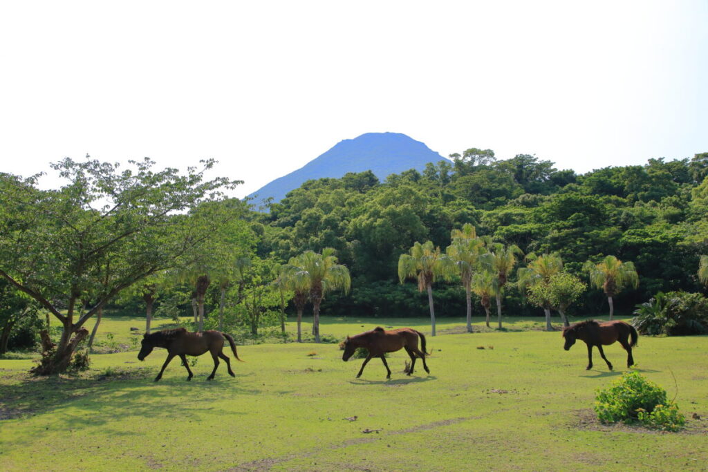 トカラ馬 開聞山麓自然公園 トカラ馬放牧場 開聞岳