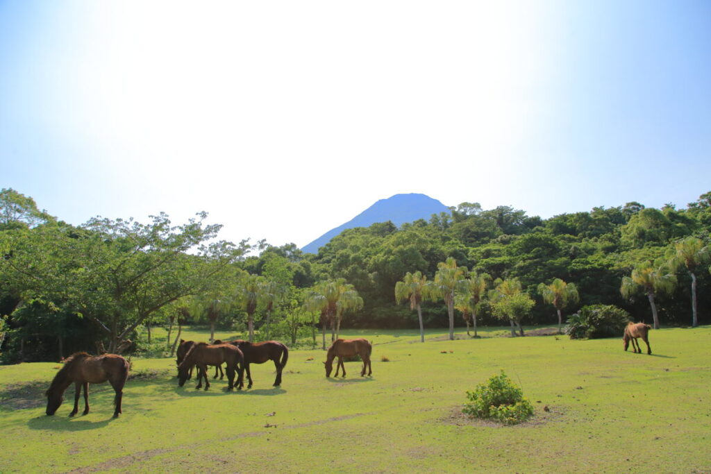 トカラ馬 開聞山麓自然公園 トカラ馬放牧場 開聞岳