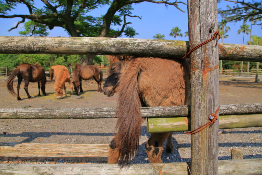 トカラ馬 開聞山麓自然公園 トカラ馬放牧場